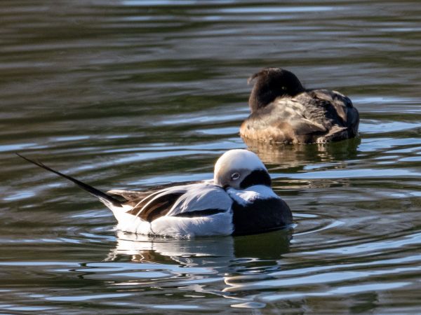 Long-tailed Duck  - Daniela Heldner